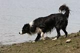 BORDER COLLIE 740